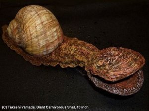 [Gambar: carniverous-snail.jpg]