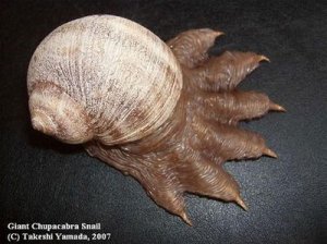 [Gambar: chupacabras-snail.jpg]